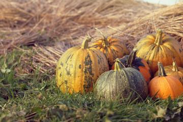 vegetables for autumn holidays/ ripe pumpkins of different sizes lie in the garden on a background of haystacks