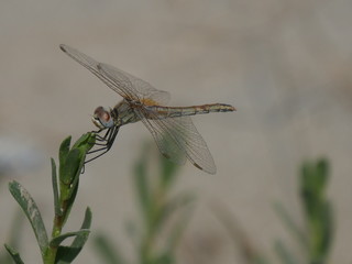 Libellula nel parco nazionale Delta del Po regione Emilia Romagna