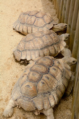 Large tortoises in enclosure
