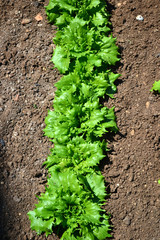 lettuce leaf green growing in the garden 