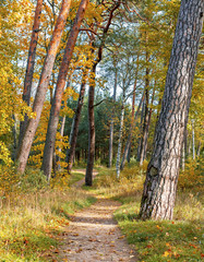 Pine forest in coastal area of the Baltic Sea in Jurmala - famous tourist resort in Latvia, EC. Autumn