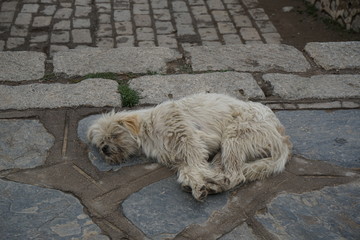 dog in Tibet