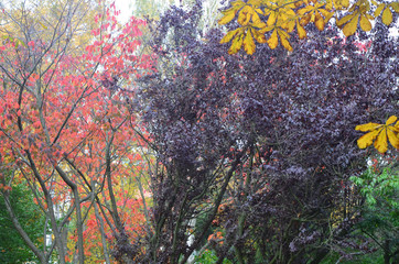 Fototapeta na wymiar Autumn Colors Outdoor