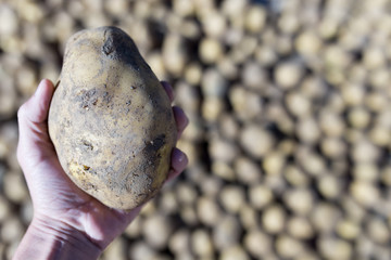 three dirty potatoes