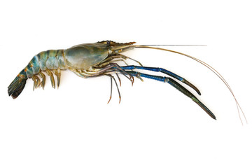 Image of fresh shrimp or lobster isolated on white background. Animal., Food.