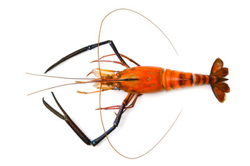 Image of red cooked prawn or lobster isolated on white background. Animal., Food.
