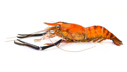 Image of red cooked prawn or lobster isolated on white background. Animal., Food.