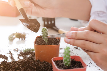 Agriculture propagate and reproducing baby cactus on pot.