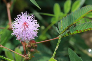 Close up pink grass flowers on green background