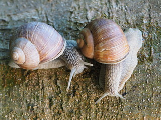 Weinbergschnecken