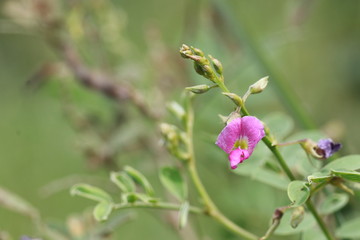 Close up small purple flower on green background