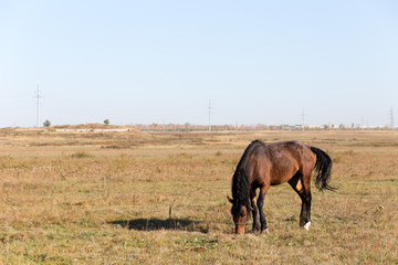 the brown mare chews the grass