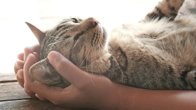 Female hand is playing with cute cat.