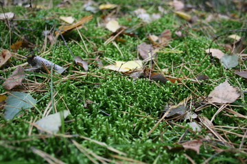 Green moss covered with colorful autumn leaves, green background
