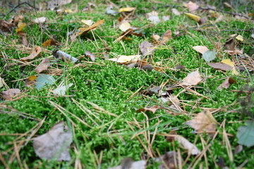 Zielony mech pokryty kolorowymi jesiennymi liśćmi, zielone tło