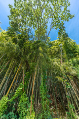Obraz premium Bamboo grove with blue sky in Kanazawa, Ishikawa Prefecture, Japan