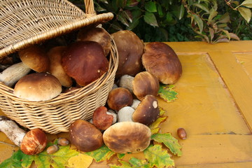 A basket full of fresh mushrooms, fresh boletuses on yellow planks