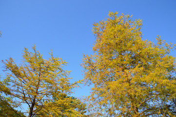 Fototapeta premium 黄色く色づいたラクウショウの大木を雲一つない秋空を背景に撮影した風景