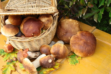 Świeżo zebrane borowiki wokół wiklinowego kosza pełnego grzybów, w tle żółte, drewniane...