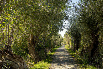 Pedestrian romantic pathway with rows of pollard willows, two sides of a lane with old pollarded willows, winding road, willow lane.
