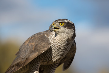 Northern goshawk (Accipiter gentilis) closeup on nature background