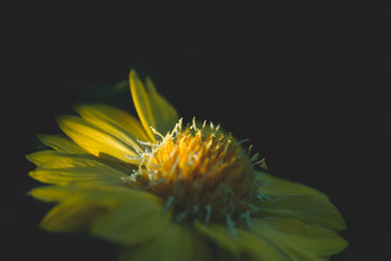 Close-up of Chrysanthemum flower