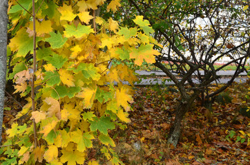 Autumn Colors Outdoor