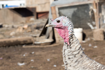 close-up portrait of a turkey