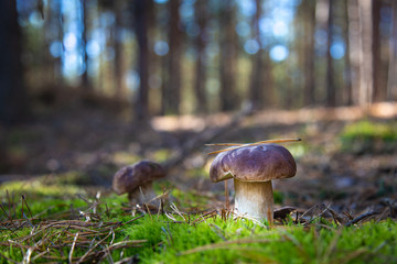Boletus in a pine forest. Moss. Mushroom hike