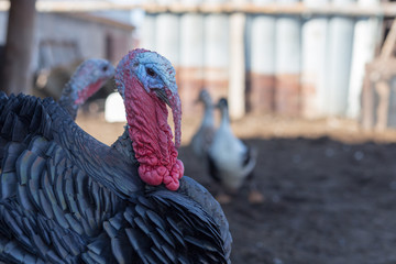close-up portrait of a turkey