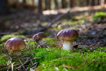 Boletus in a pine forest. Moss. Mushroom hike