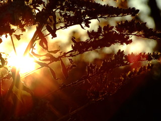 Golden Sunset © Pawe