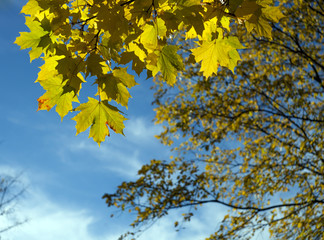 Yellow autumn maple leaves on a tree branch against the blue sky with clouds