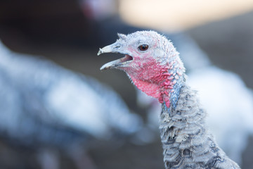 close-up portrait of a turkey