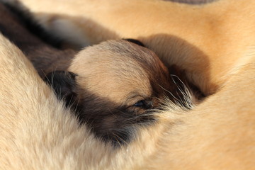 closeup of cat looking at camera