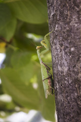 ants on tree