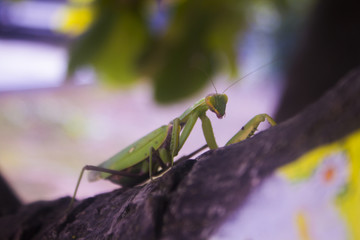 praying mantis on green background