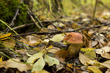Mushroom in the grass in the wild