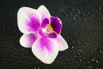 Pink orchid on black wet background with many water drops