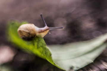 snail on a leaf