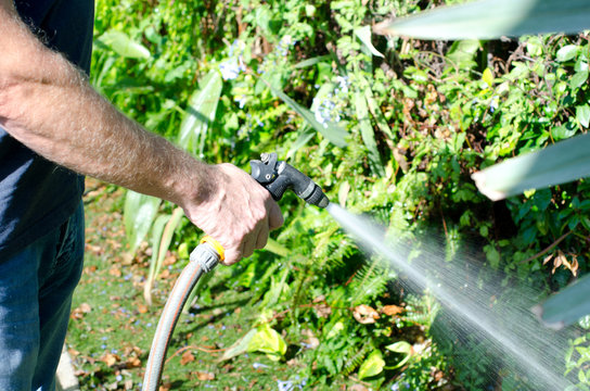 Watering the garden with a hosepipe