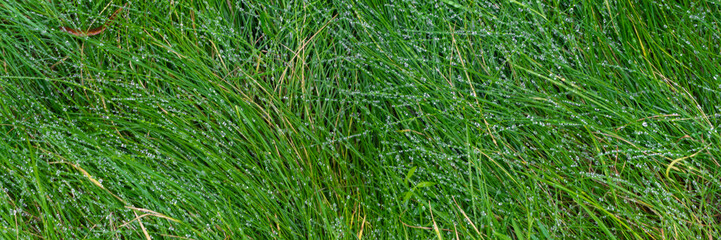 Fototapeta na wymiar Panorama with grass and dew drops