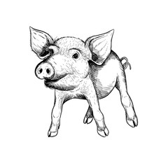 Hand drawn pig. Vector portrait of piglet in vintage style. New Year, Christmas, Xmas symbol. Animal engraved illustration. Farm pet. Holiday greeting, poster, banner, farm market.
