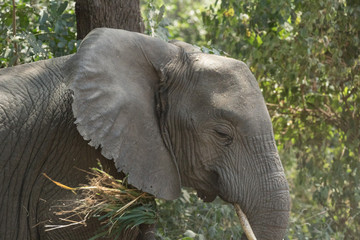 Elephant eating in the forest