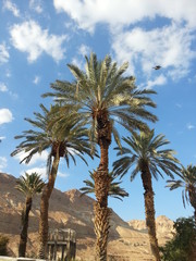 Fototapeta na wymiar Travel to Israel : desert, mountains, palms, blue sky and wonderful memories.