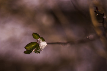 buds on branch