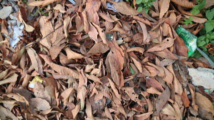 dead leaf fallin in garden