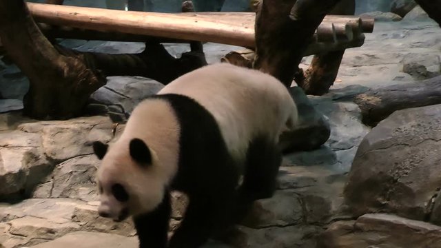 panda at zoo