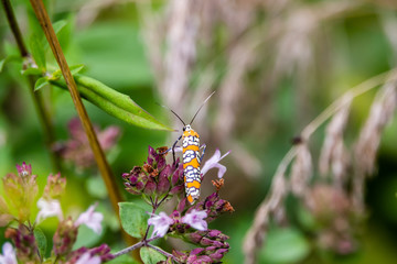 Ailanthus Webworm on Oregano Flowers