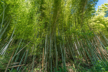 Fototapeta premium Bamboo grove with blue sky in Kanazawa, Ishikawa Prefecture, Japan